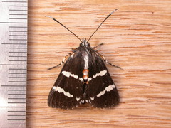 Hecatesia fenestrata