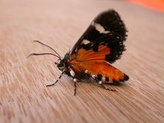 Hecatesia fenestrata