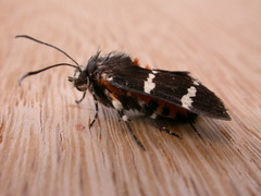 Hecatesia fenestrata