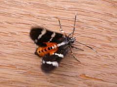 Hecatesia fenestrata