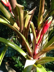 Billbergia amoena