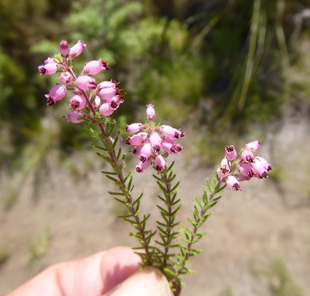 Winter heath