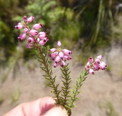 Erica racemosa