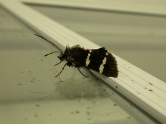 Hecatesia fenestrata