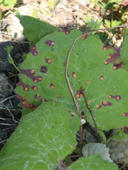 Puccinia poarum