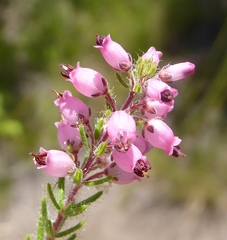 Erica racemosa