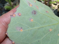 Puccinia poarum