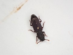 Pycnomerus depressiusculus