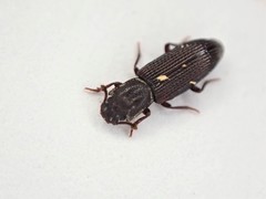 Pycnomerus depressiusculus