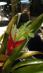 Billbergia amoena
