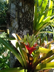 Billbergia amoena