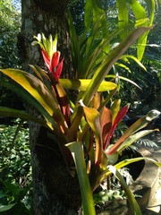 Billbergia amoena