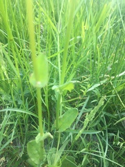 Rumex