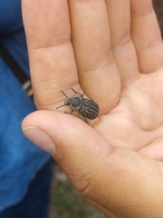 Microschatia solieri