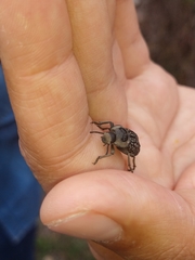 Microschatia solieri