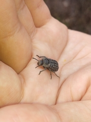 Microschatia solieri