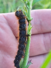 Lemonia dumi