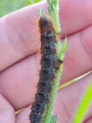 Lemonia dumi
