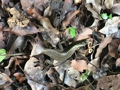 Zonosaurus madagascariensis