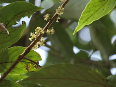 Actinodaphne angustifolia