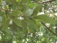 Actinodaphne angustifolia