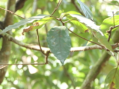 Actinodaphne angustifolia