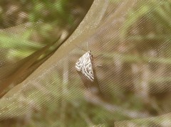 Loxostege aeruginalis