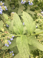 Symphytum caucasicum