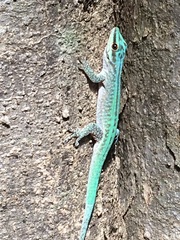 Phelsuma abbotti chekei