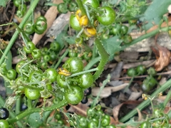 Epilachna mexicana