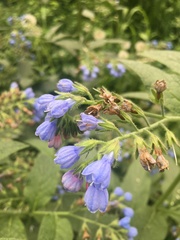 Symphytum caucasicum