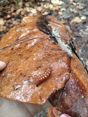 Eumaeus atala