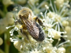 Andrena nitida