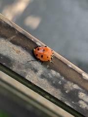 Hippodamia convergens