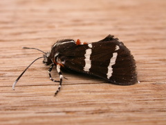 Hecatesia fenestrata