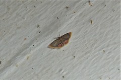 Chrysocraspeda nigribasalis