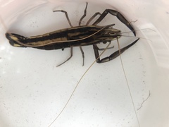 Macrobrachium carcinus