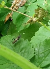 Macrophya trisyllaba