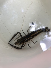 Macrobrachium carcinus