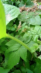 Macrophya trisyllaba