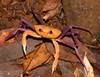 Malagasy Freshwater Crab - Photo (c) Damon Tighe, some rights reserved (CC BY-NC), uploaded by Damon Tighe
