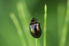 Chrysomela cuprea