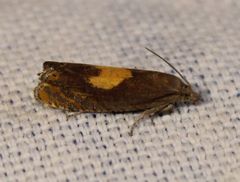 Dichrorampha alpinana