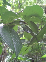 Nesiostrymon celida aibonito