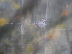 Alopochen aegyptiaca