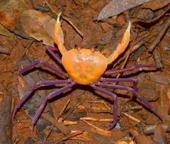 Madagapotamon humberti