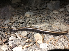 Paeromopodidae