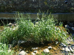 Phalaris arundinacea arundinacea