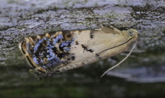 Cydia fletcherana