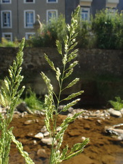 Phalaris arundinacea arundinacea